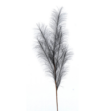 BLACK PAMPAS BRANCH